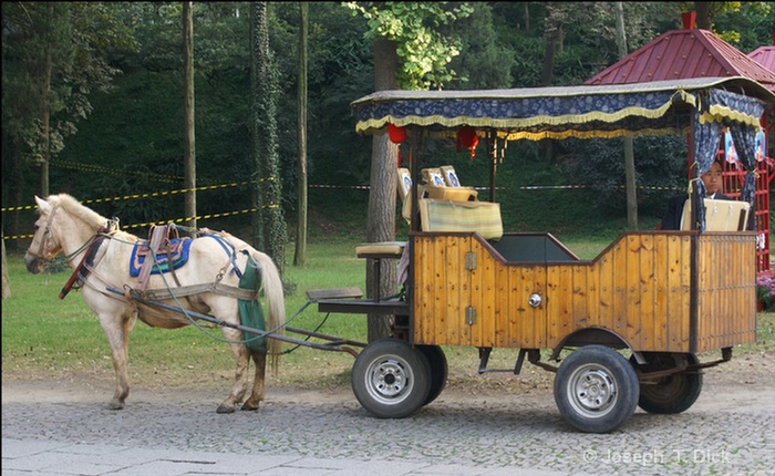 tiger hill horse cart