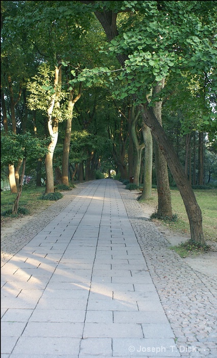 tiger hill path  poster
