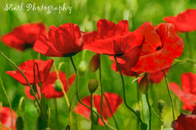 Poppies #6