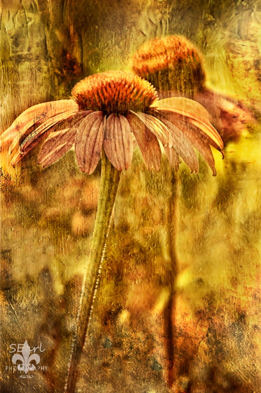 Coneflower with Texture