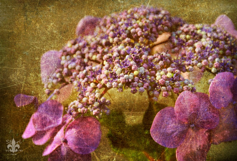 Hydrangea@@Textured