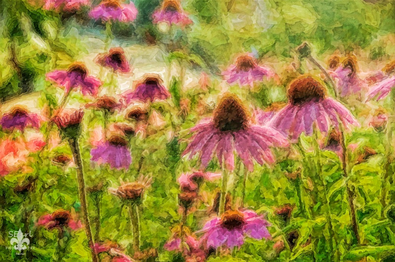 Coneflower Impasto