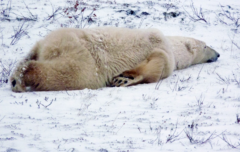 Buddy at Rest