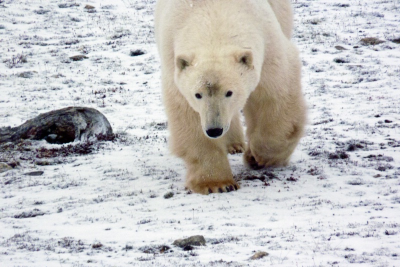 Buddy the Polar Bear