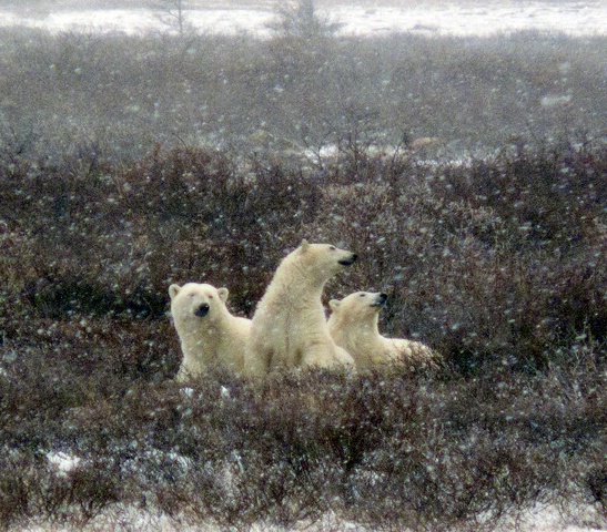 Mama Bear with Two Cubs