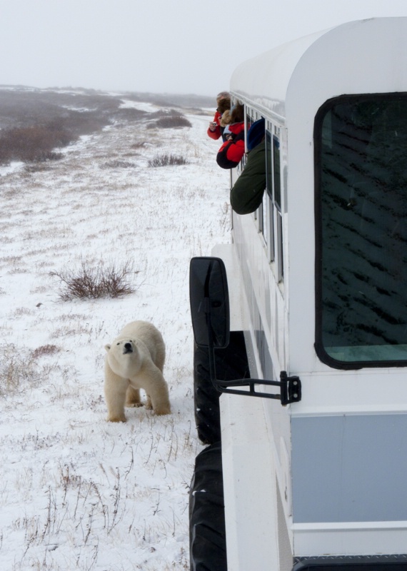 Polar Bear with Polar Rover