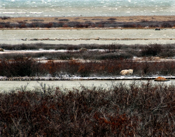 Bear in Striped Tundra