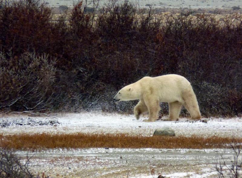 Bear Walking the Tundra