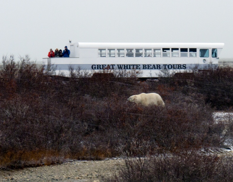 Bear with Tundra Rover