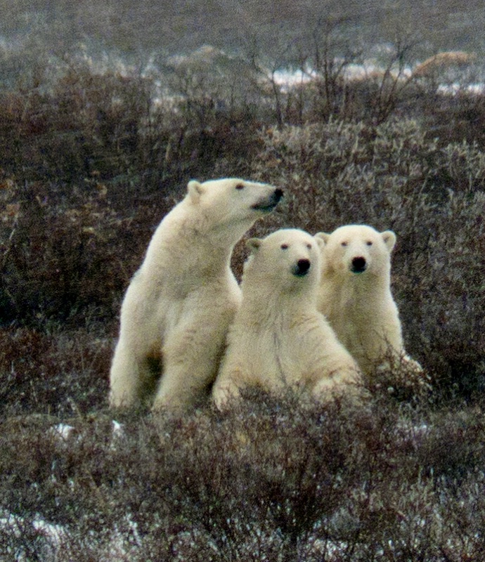Mama and cubs
