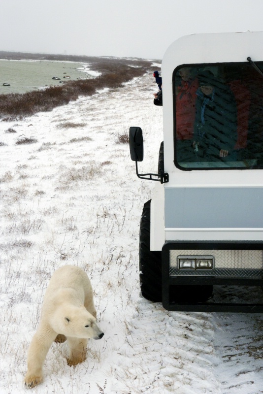 Bear with Polar Rover