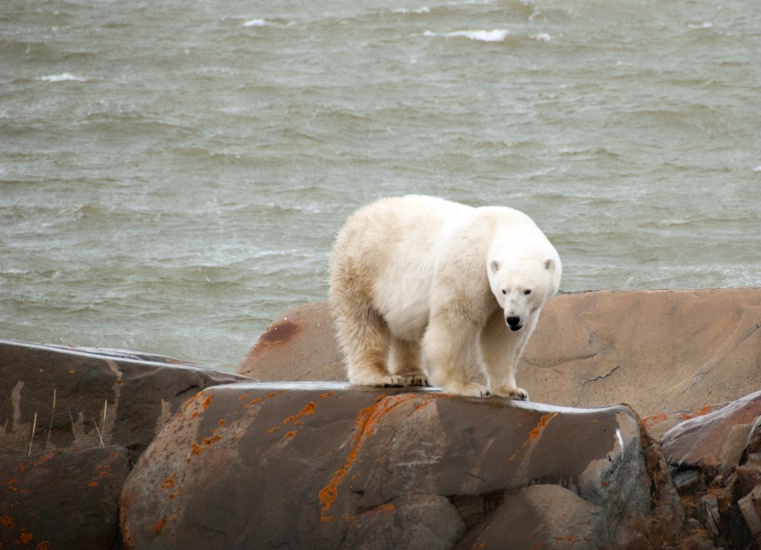 Pregnant Bear