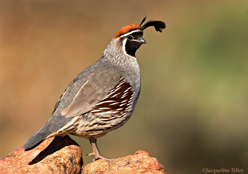 Gambel's Quail