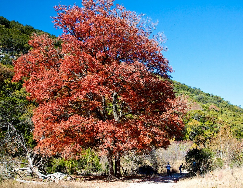 Photography at Lost Maples State Natural Area