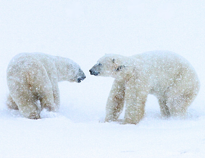 Playing in the Blizzard