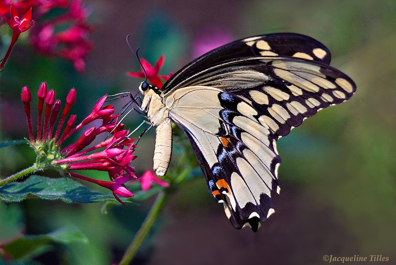 Giant Swallowtail on Honeysuckle