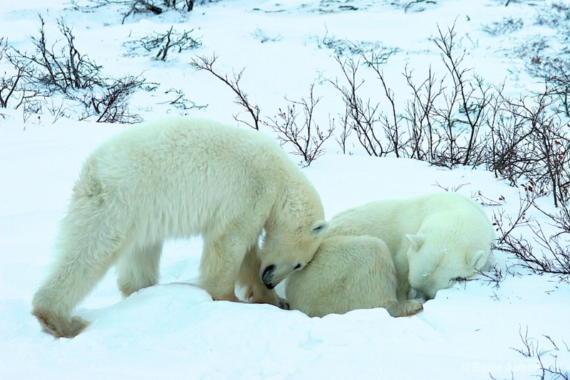 Cub's love for its mother