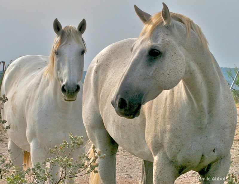 Two Beauties