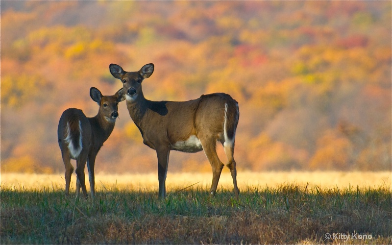 Fall at Valley Forge