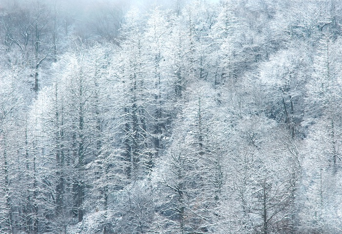 Frozen Smokies