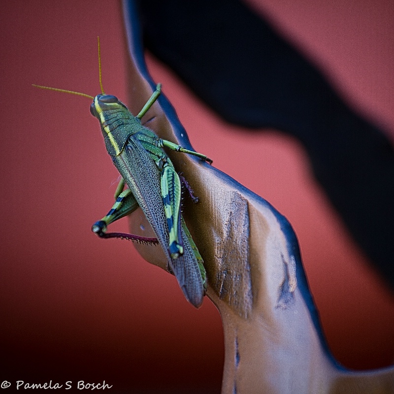 Colorful Hopper