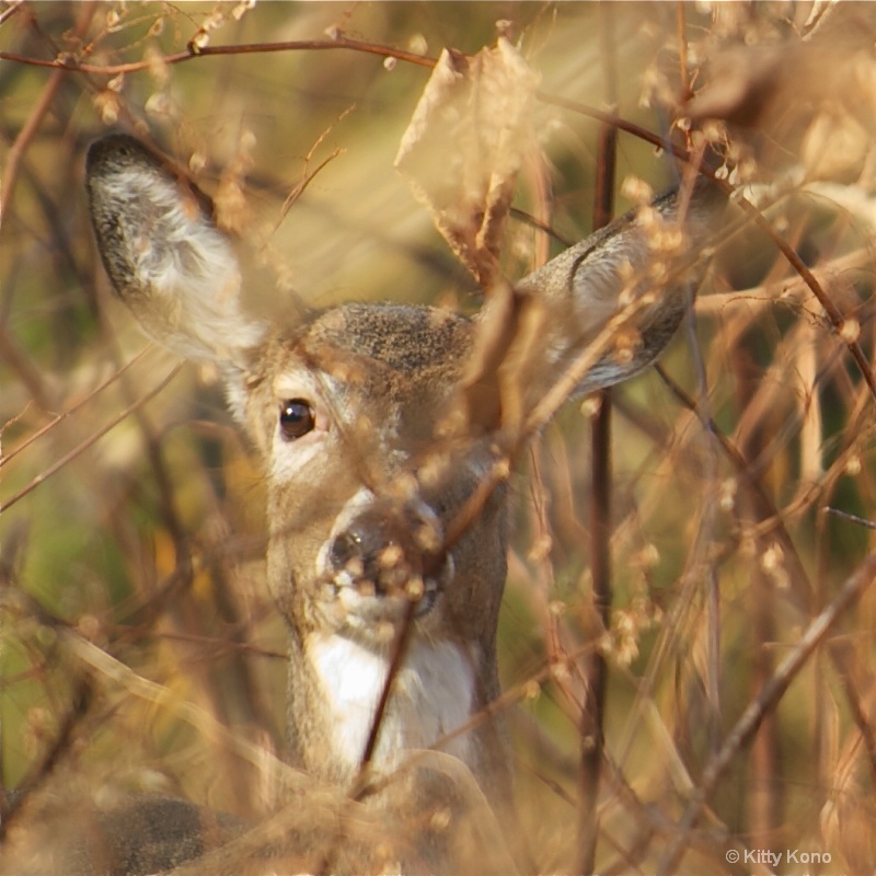 Deer in the Brush