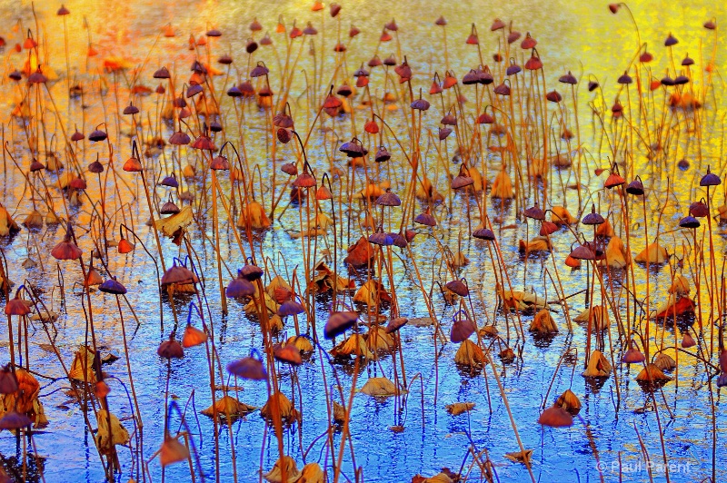 Winter Lotus Garden