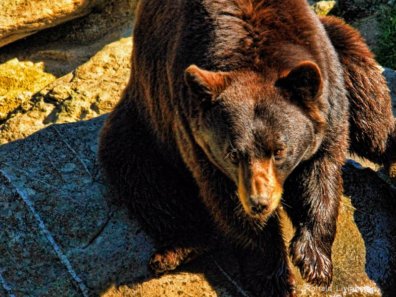 Bear