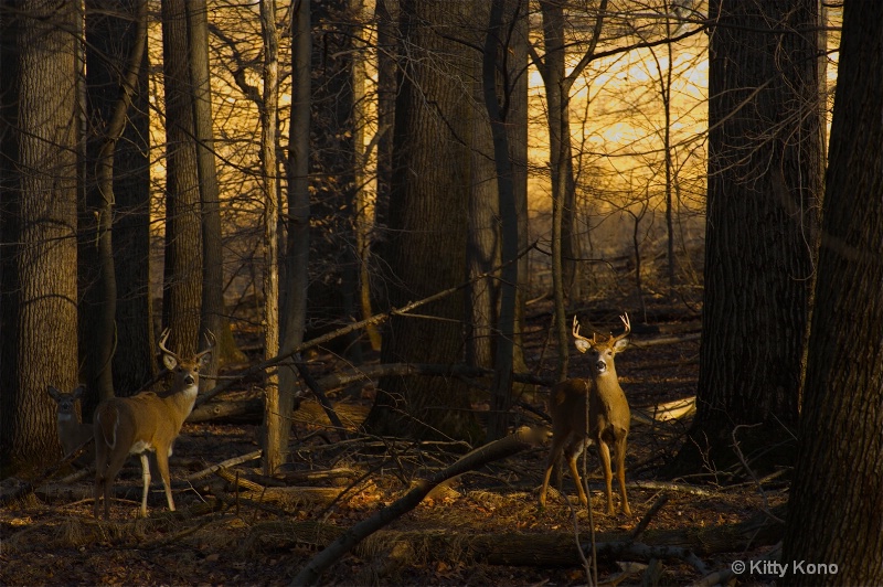 Boys in the Woods