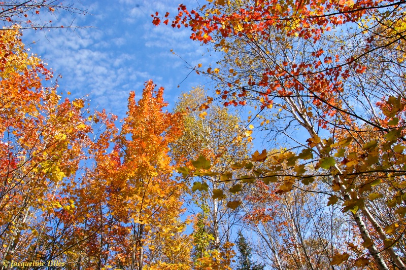 Colorful Treetops