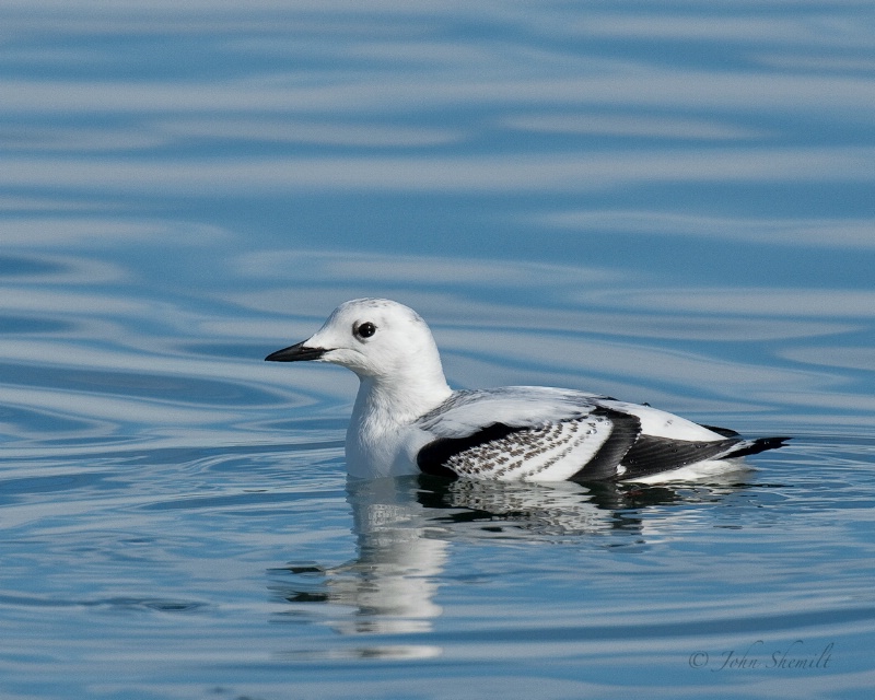 Black Guillemot - Dec 27th, 2009