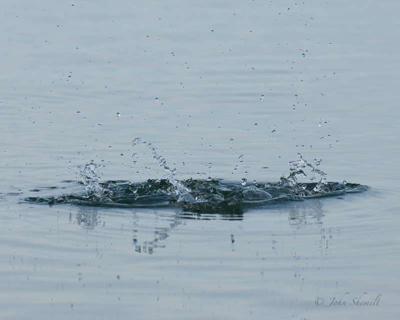 Black Guillemot - Dec 27th, 2009