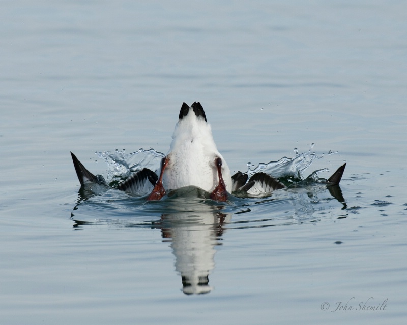 Black Guillemot - Dec 27th, 2009