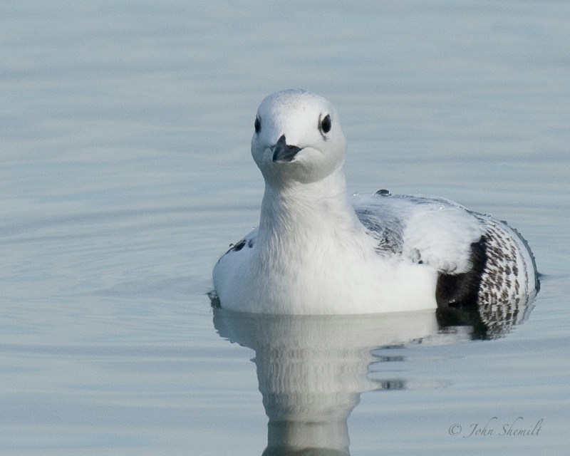 Black Guillemot - Dec 27th, 2009