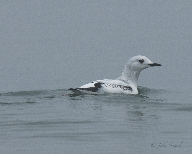 Black Guillemot - Dec 27th, 2009