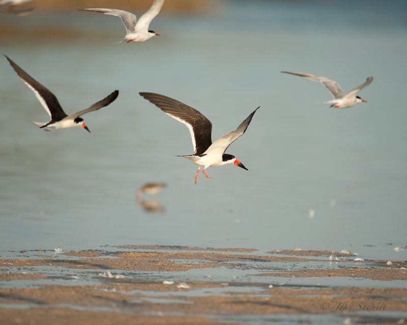 Black Skimmers, Mecox, Aug 24th 2009
