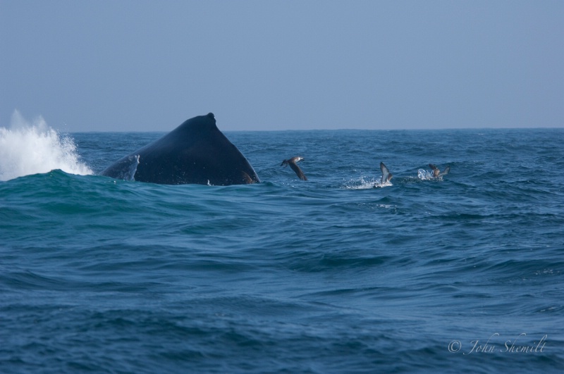 Hump-backed Whale, July 3rd 2009