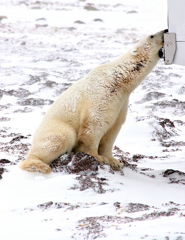 Polar Bears eat anything