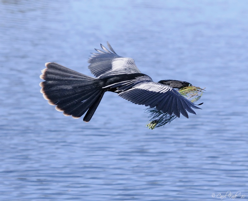 Nest-Building Anhinga