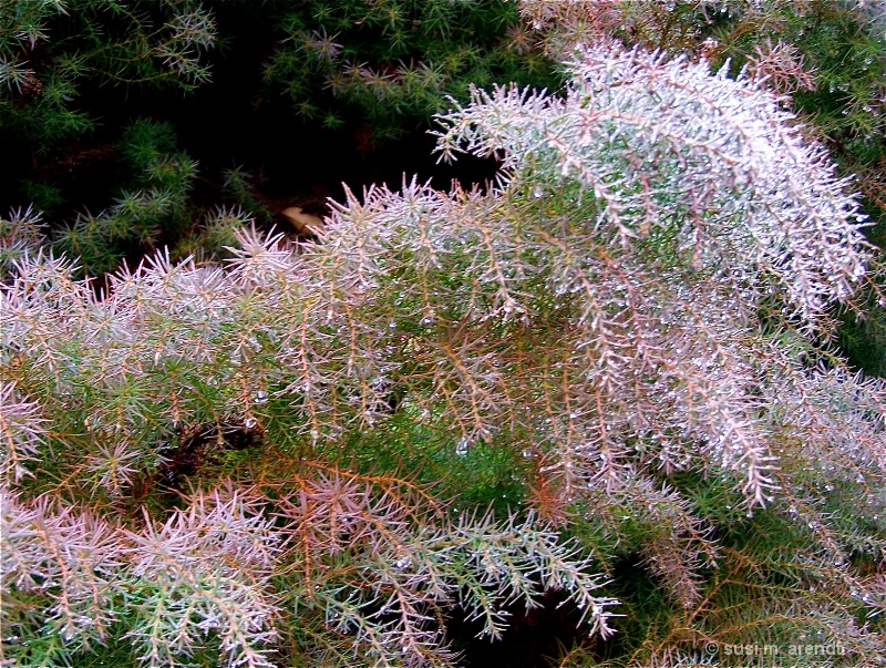 Pink-Tinged Shrubbery