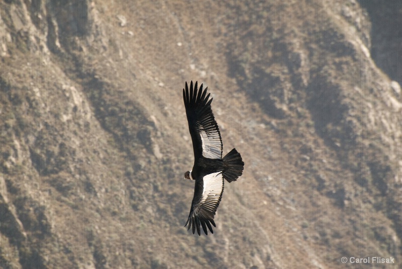 Andean Condor ~ Colca Canyon