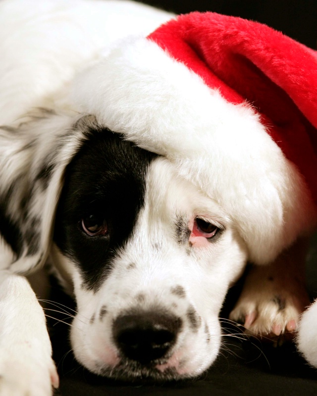 Santa Boo