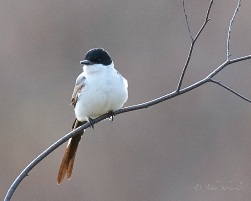 Fork-tailed Flycatcher: Stamford CT, Nov 18th 2010