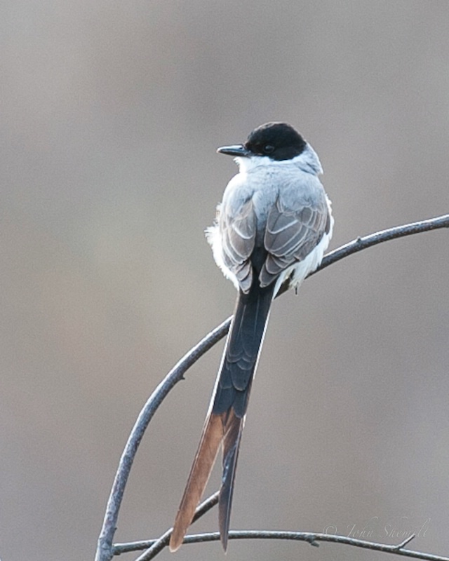 Fork-tailed Flycatcher: Stamford CT, Nov 18th 2010