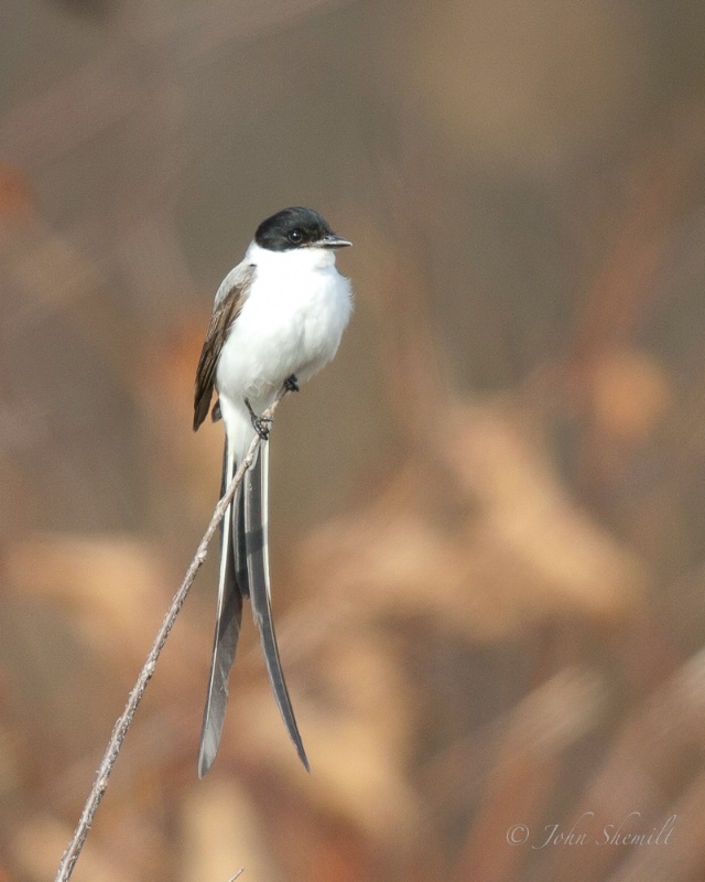 Fork-tailed Flycatcher: Stamford CT, Nov 18th 2010