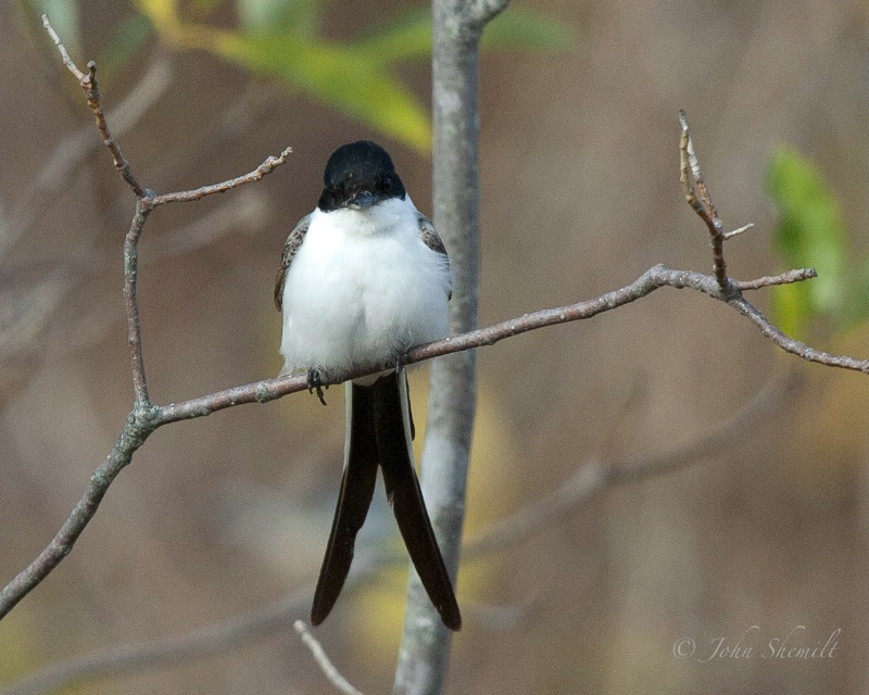 Fork-tailed Flycatcher: Stamford CT, Nov 18th 2010