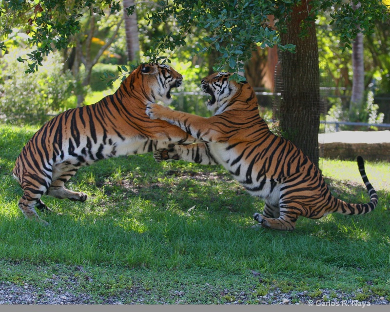                                  Rumble at the Zoo