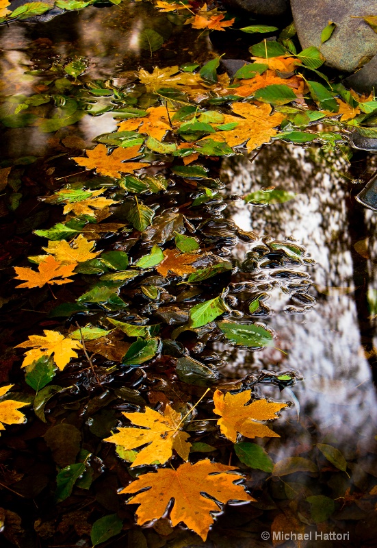 Maples leaves on the water
