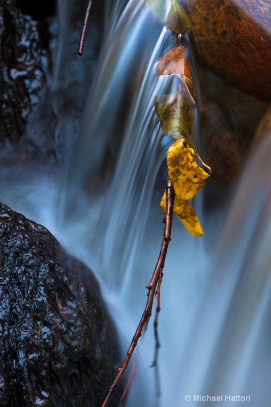 Leaves in waterfall