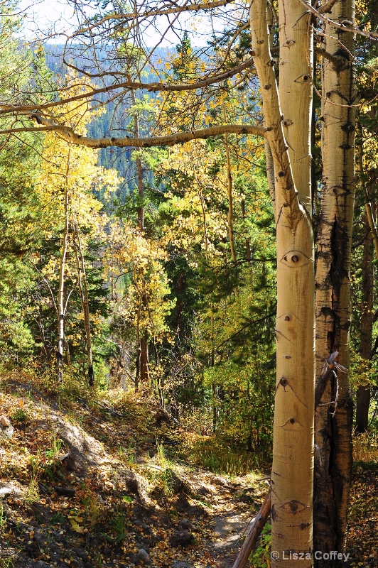 Aspen path